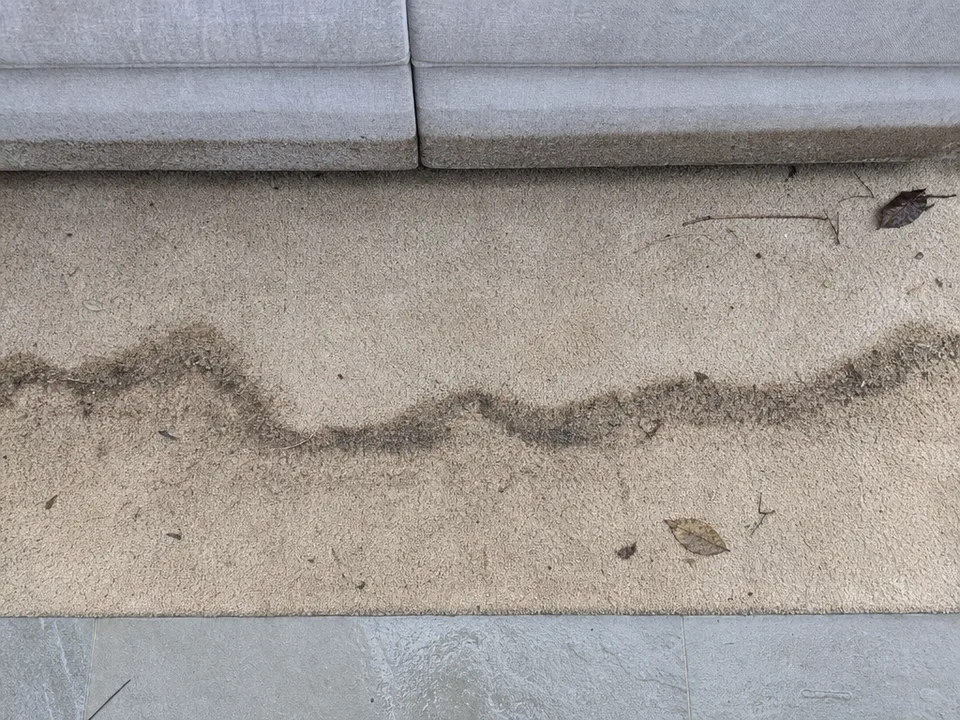 Looking down at beige carpet crossed by a wavy line of dried brown silt left by floodwater, the base of a grey sofa above it and a few leaves on the pile